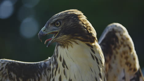 slow motion close up of red tailed hawk