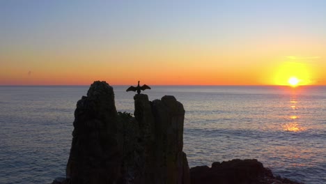 bird cormorant flapping its wings while on sea stack silhouette at golden hour calm ocean in kiama, nsw, australia