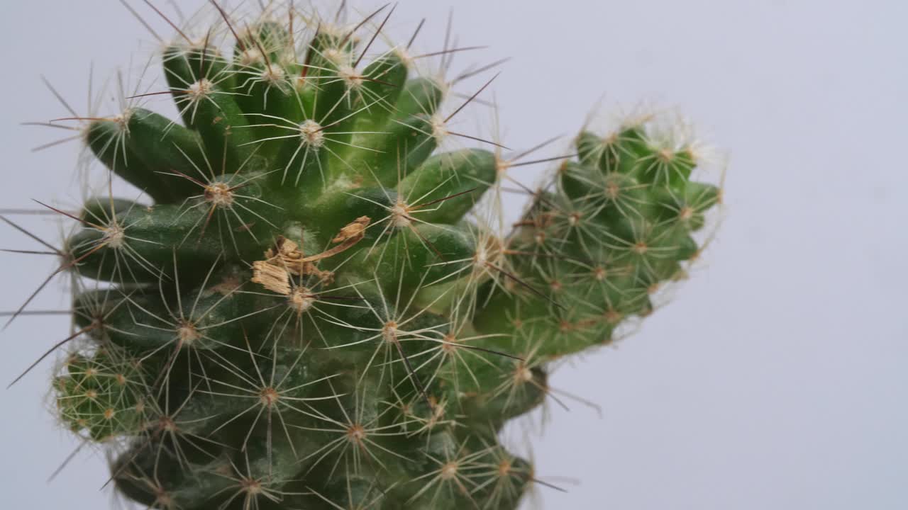 close up de la planta mammillaria spinosissima girando a su alrededor en el fondo blanco de la pantalla