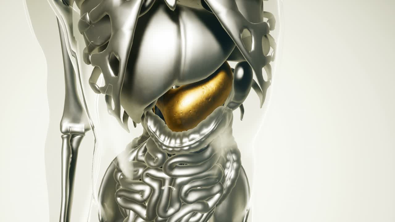 modelo de estómago humano con todos los órganos y huesos