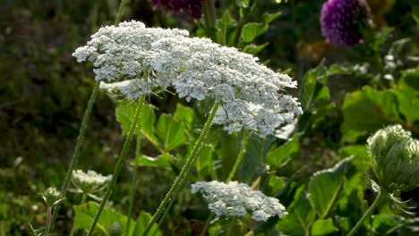 white queen anne's lace flowering plant swaying in breeze in outdoor flower garden