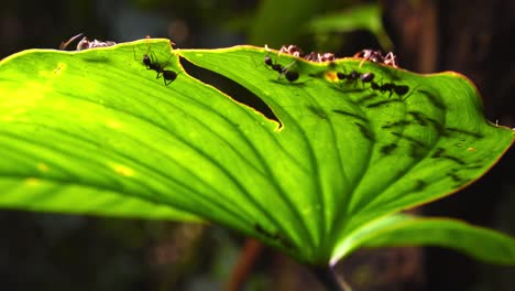 a team of ants explores a large jungle leaf, thriving in the rich ecosystem of peru’s amazon.