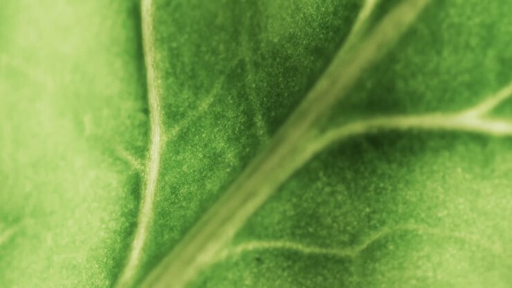 Micro video of close up of green leaf with copy space
