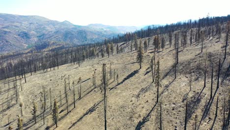antena sobre árboles forestales destruidos quemados y destrucción del desierto del fuego caldor cerca del lago tahoe, california