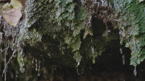 Moss-on-stones-with-dripping-water,-autumn-leaves,-close-up