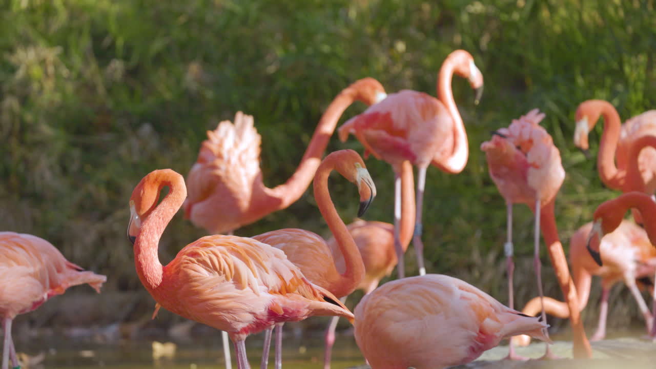 flamencos rosados de cerca