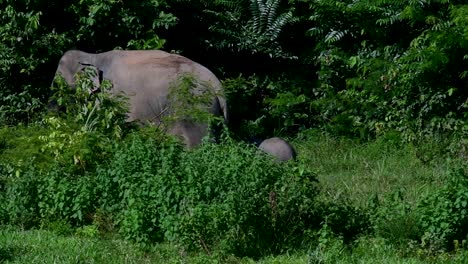 The-Asiatic-Elephants-are-endangered-species-and-they-are-also-residents-of-Thailand