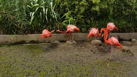 Wunderschöne-Flamingos-Fressen-Und-Grasen-Mit-Schlamm-Und-Laub
