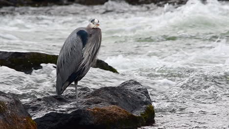 slow motion of great blue heron on a rock in the deschutes river, oregon and turns head