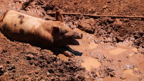 a pig wallows happily in a mud puddle.