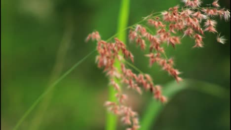 close-up of a grass seed head