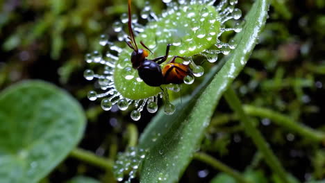 close-up of a carnivorous sundew plant trapping an insect