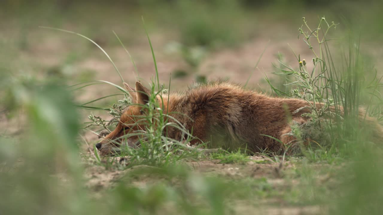 Red Fox Sleeping in Grass