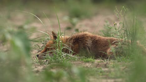 el zorro rojo durmiendo en la hierba