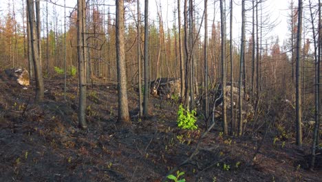 hojas verdes que crecen a través del suelo cubierto de ceniza después de los devastadores incendios forestales canadienses