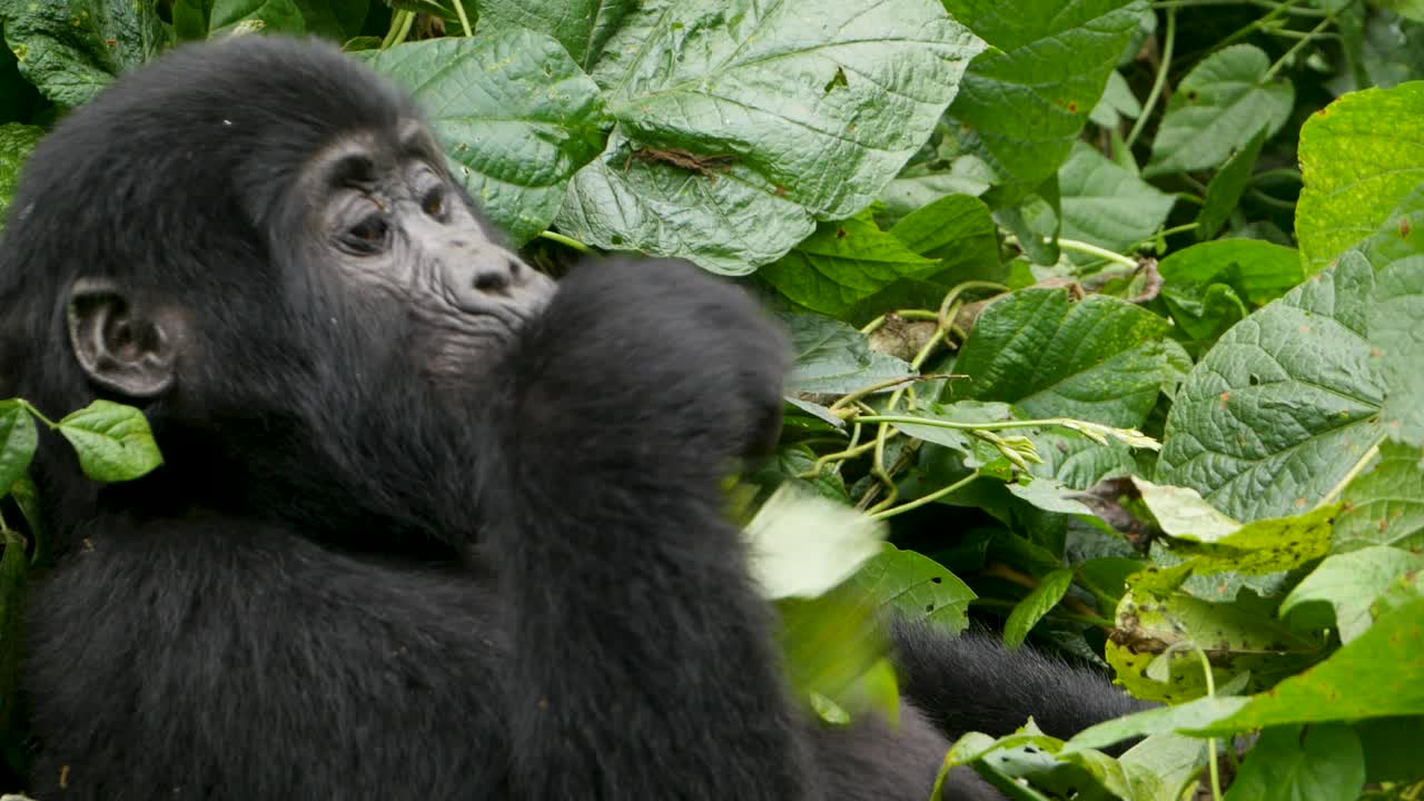 Un primo piano, ripreso con gimbal in 4K, di un giovane gorilla di montagna in via di estinzione, che vive nel suo habitat naturale nella giungla, Parco Nazionale Impenetrabile di Bwindi in Uganda, Africa