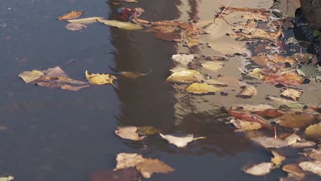 Las-Pequeñas-Hojas-Caídas-Se-Mueven-Lentamente-Sobre-La-Superficie-Del-Agua-Del-Charco.