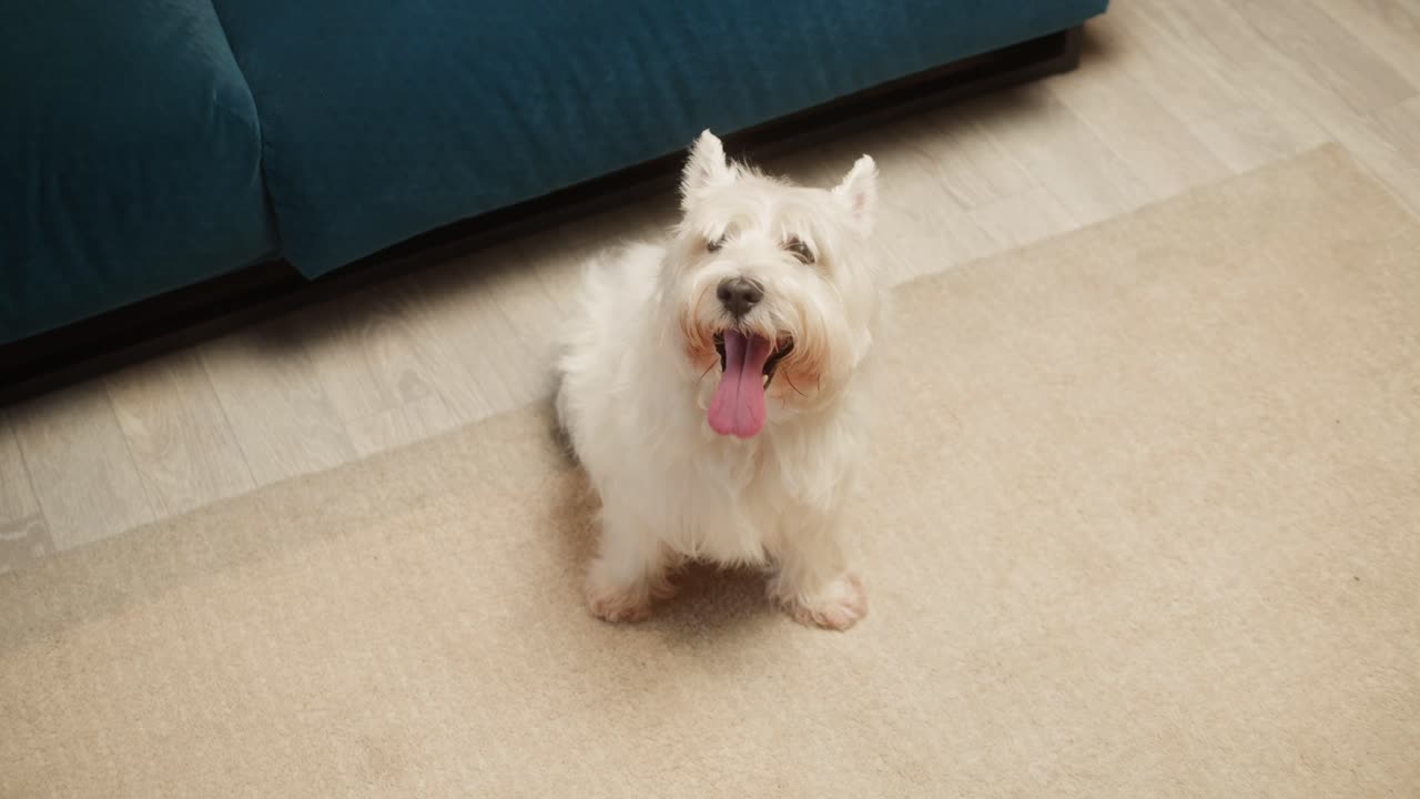 Cute West Highland White Terrier sitting on a rug