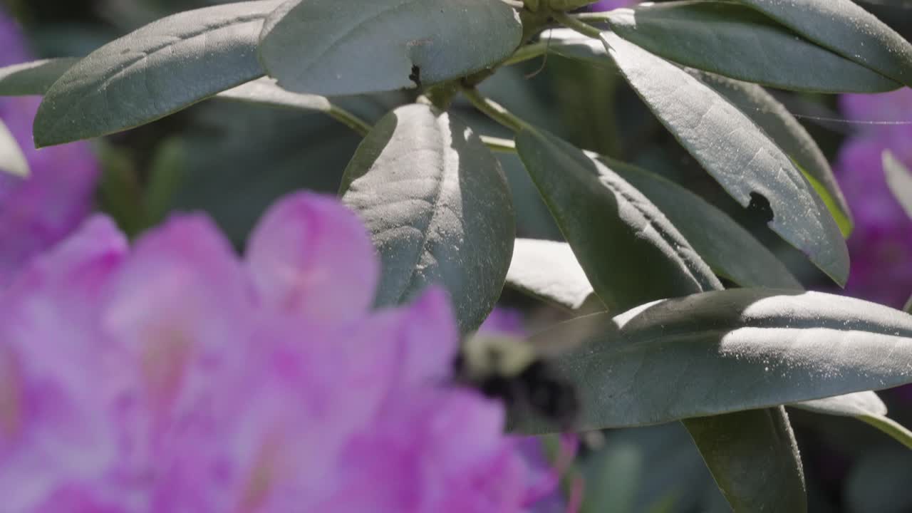 hojas de una planta de cerca