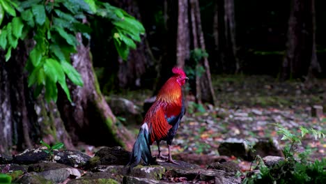 Wildes-Hahnhuhn-Im-Tropischen-Wald-Von-Moorea,-Französisch-Polynesien