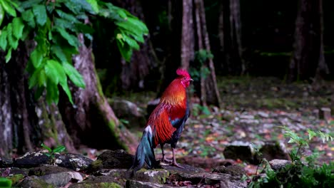 pollo de gallo salvaje en el bosque tropical de moorea, polinesia francesa