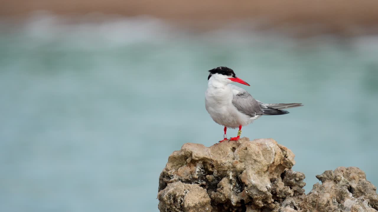 Common tern (Sterna hirundo) standing on a rock, it preens its feathers