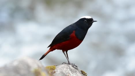 The-White-capped-Redstart-is-known-for-its-white-lovely-crown,-dark-blue-blackish-wings-and-brown-under-feathers-and-its-tail-starts-with-red