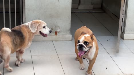 cute english bulldog laying down on the ground, laze around and suddenly stand up and looking into the camera with an old beagle wondering around in their living compound