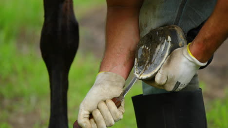 hand treatment and treatment cleaning the hooves of a brown horse