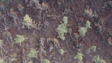 Nachwirkungen-Eines-Sturms-Im-Wald,-Der-Bäume-Niederriss