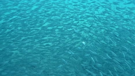 un enorme banco de peces moviéndose elegantemente a través de las profundidades del océano - foto submarina