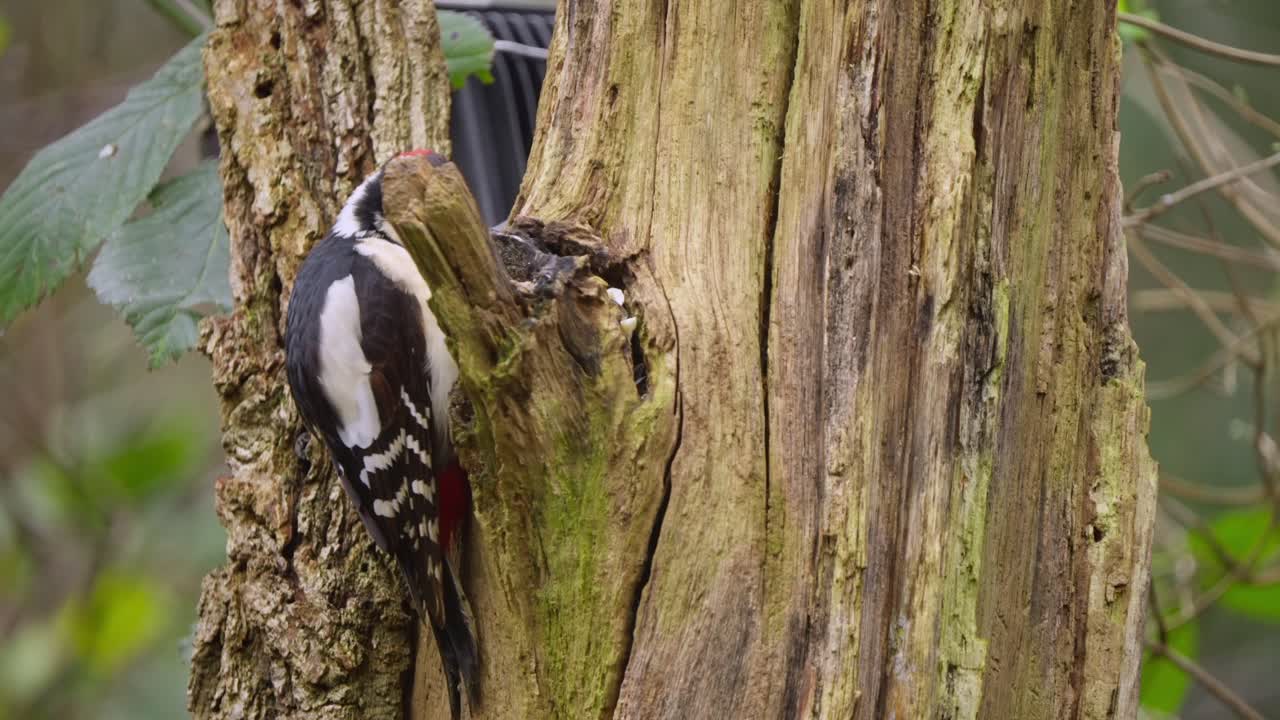 Woodpecker clings vertically to bark, moving slightly in slow motion with head twitching