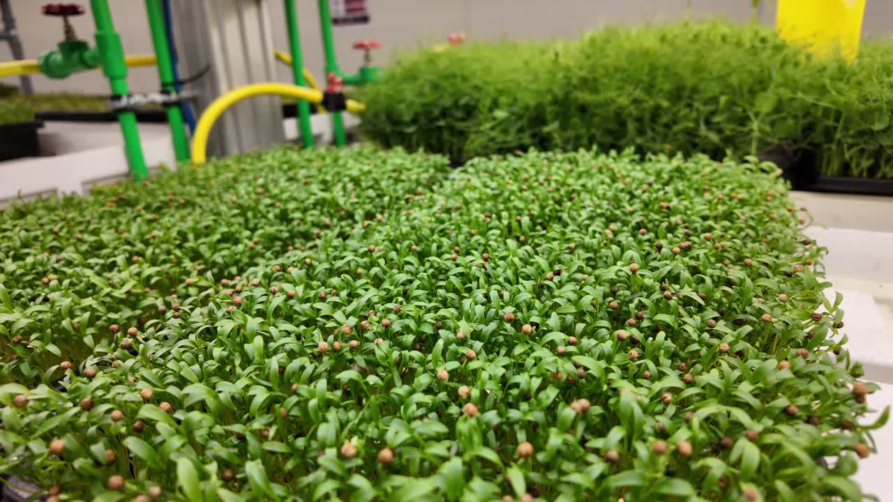 Flourishing plants in an eco-friendly indoor setup