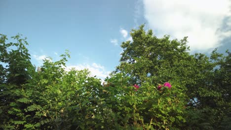 Tracking shot of bushes and hedges against blue sky with big clouds