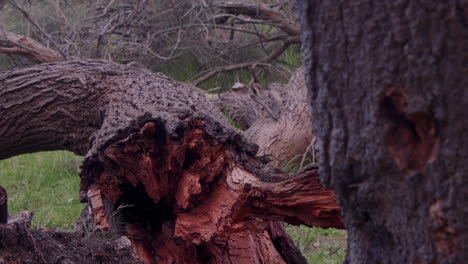 Destruction-caused-by-strong-winds-as-a-tree-is-uprooted