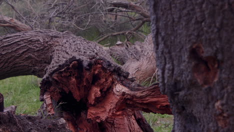 destruction caused by strong winds as a tree is uprooted