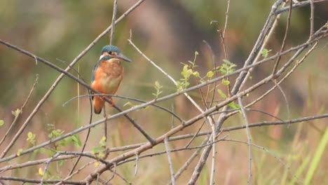 Kingfisher-in-pond-area-waiting-for-pray-.