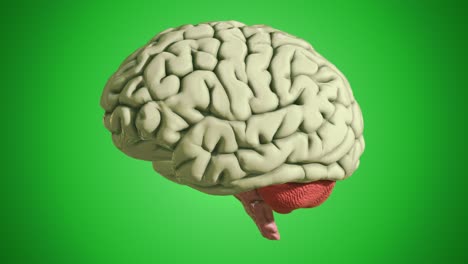 bucle ininterrumpido del modelo de cerebro publicitario en