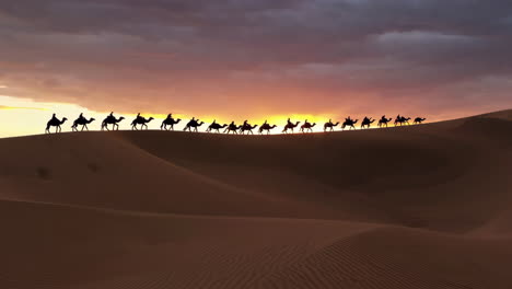 camel caravan in the desert at sunset