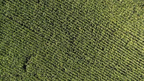 Green-agricultural-field-with-rows-of-crops