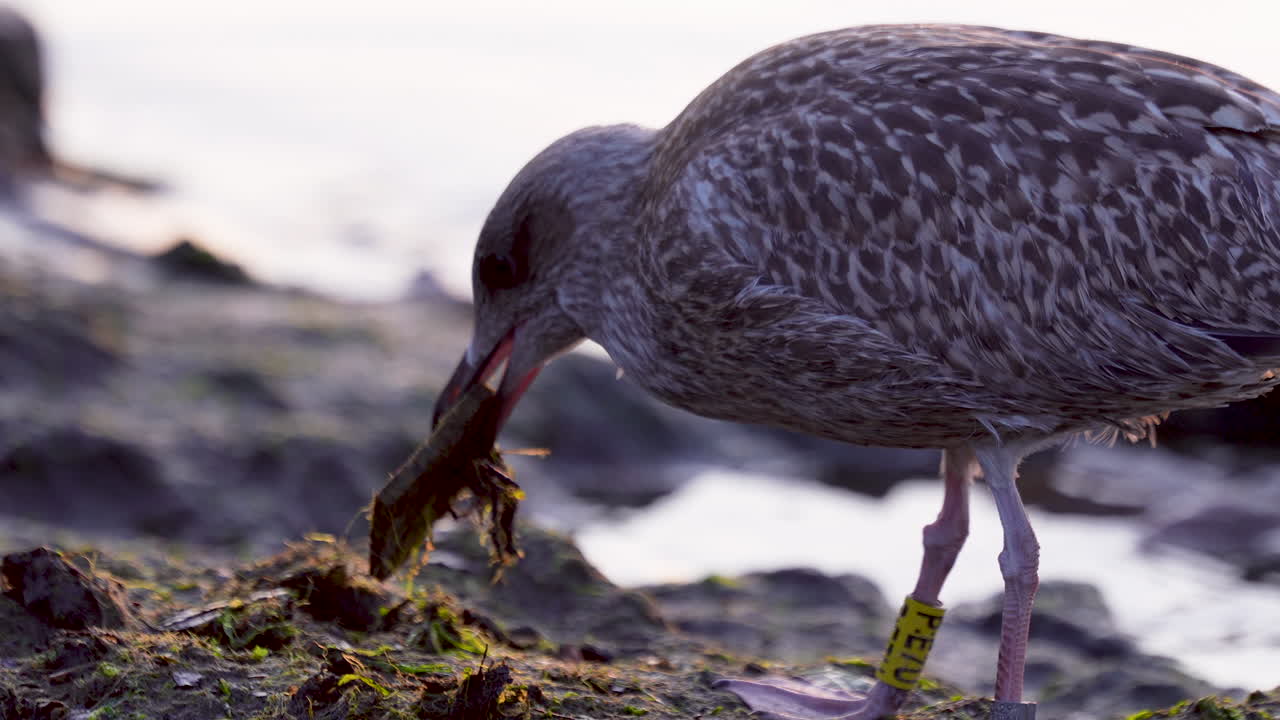 Juvenile gull catches prey along rocky coastal terrain, yellow leg tag visible