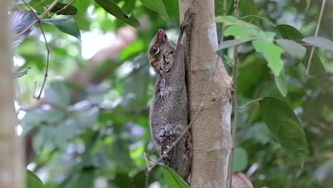 lémur volador, o colugo, moviendo ligeramente la oreja mientras se aferra al tronco de un árbol en un pequeño parque natural en singapur con hojas verdes en el fondo - toma de vista lateral de cuerpo completo