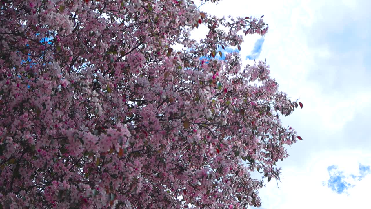 Spectacular bottom up view of pink and gorgeous cherry or apple tree blossoms moving in front of white clouds and blue sky during spring time blooming. The branches are moving in the wind slowly.