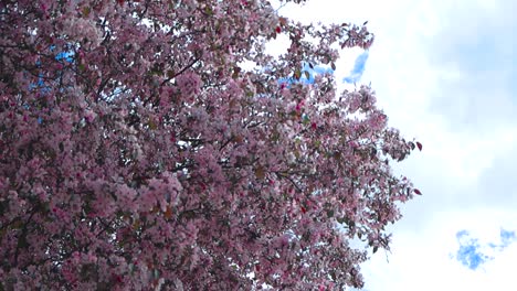 spectacular bottom up view of pink and gorgeous cherry or apple tree blossoms moving in front of white clouds and blue sky during spring time blooming. the branches are moving in the wind slowly.