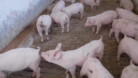 Pig-Farm-With-Many-Pigs