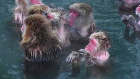 monkey onsen, video took in hakodate - feb 2019 close up of a group of monkey having a good time in the hot spring check up