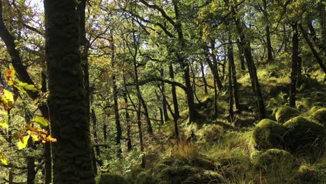 temperate rainforest oak woodland, aerial drone, ariundle, highlands of scotland