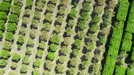 toma de arriba hacia abajo de hileras de árboles de mango en una granja rural en el interior de australia