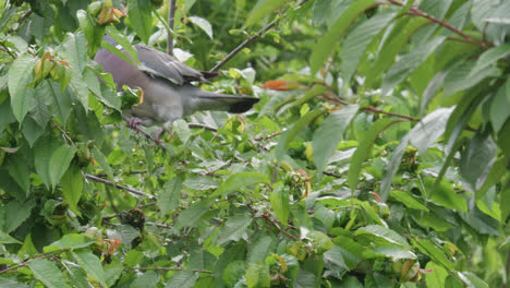 Wild-wood-pigeon-sitting-perched-high-up-in-a-sycamore-tree-in-the-UK-countryside