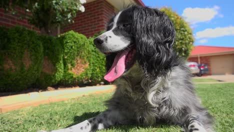 an english springer spaniel sitting on the grass taking a breather in slow motion